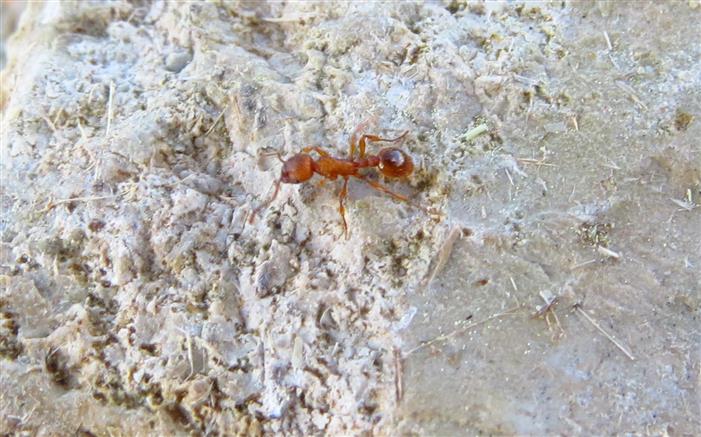 Temnothorax ID